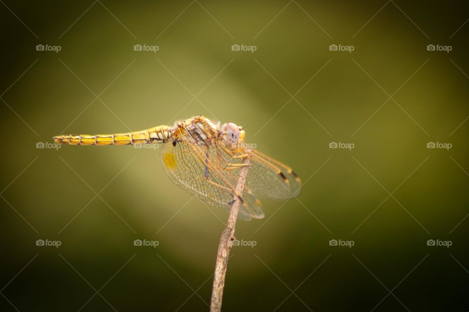 Yellow dragonfly perched on a twig