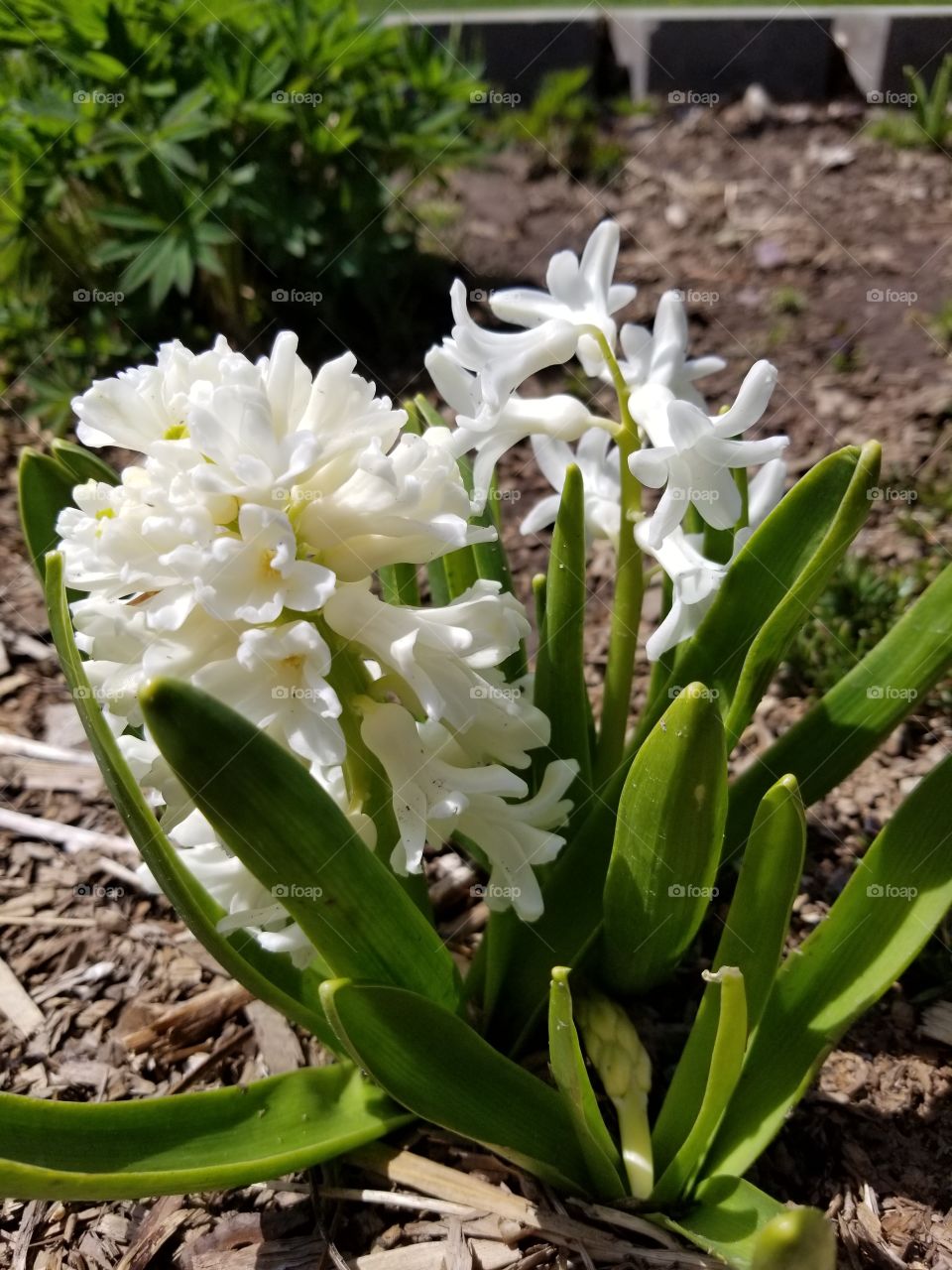white hyacinths finally blooming! smells amazing