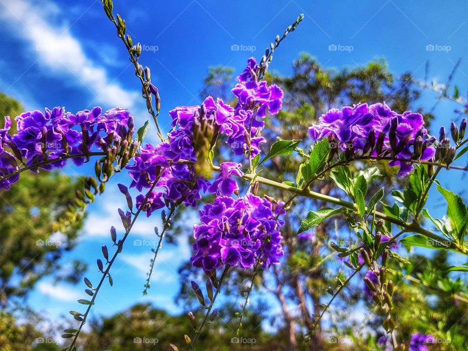 same plant different day