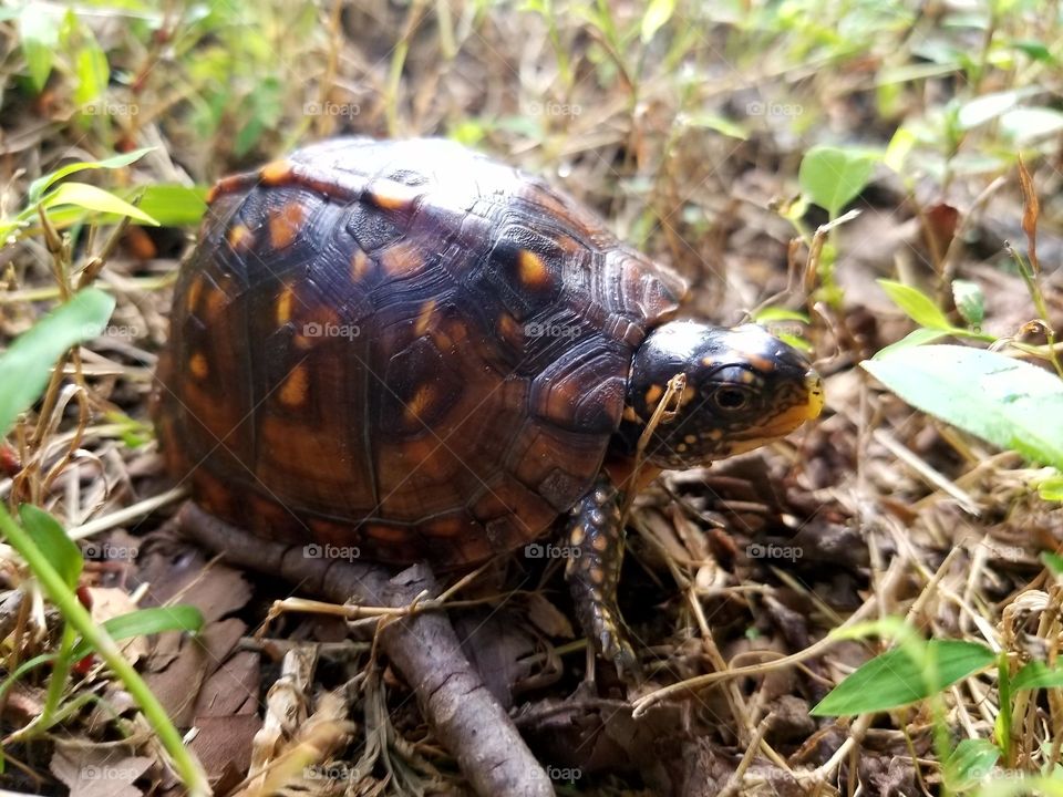 Box Turtle