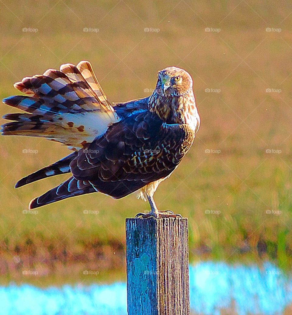 Harrier Hawk