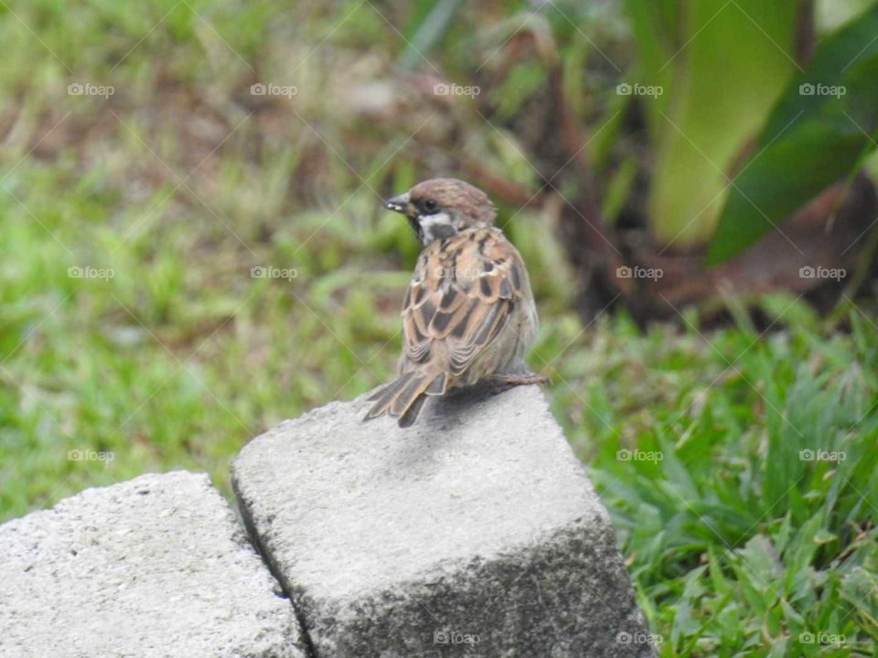 lovely sparrow standing on brick.