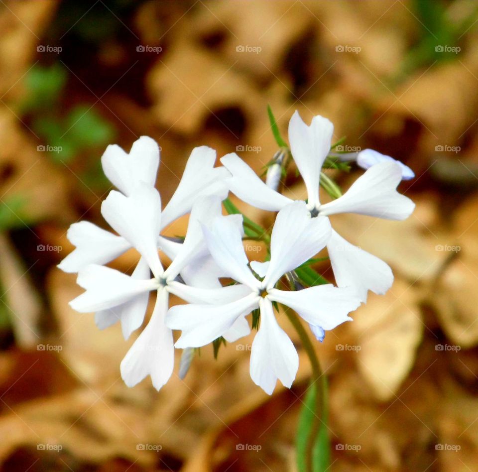 Close up of a simple, yet pretty white wildflower.