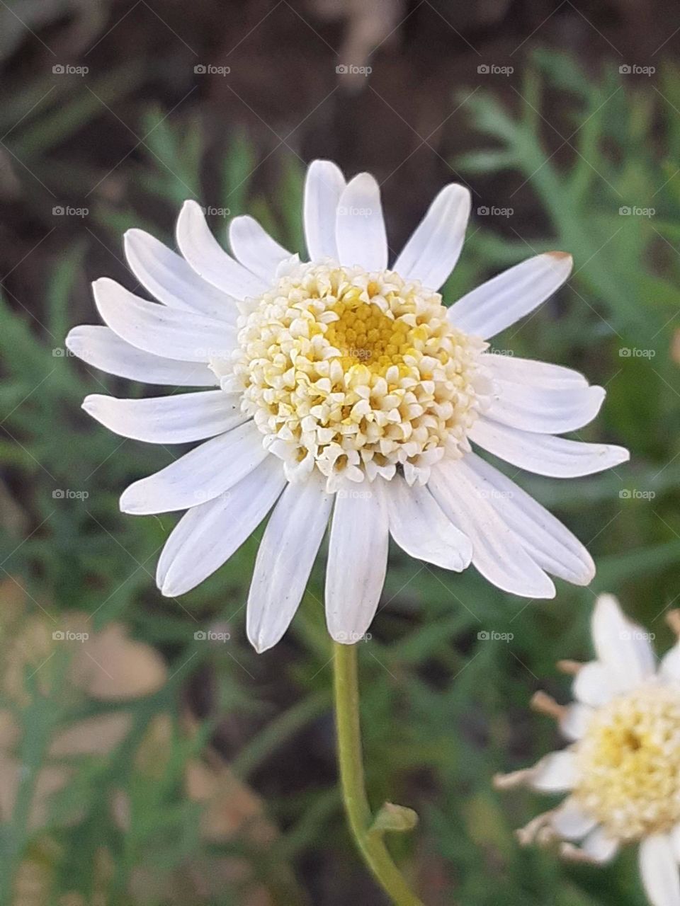 flor blanca del jardín