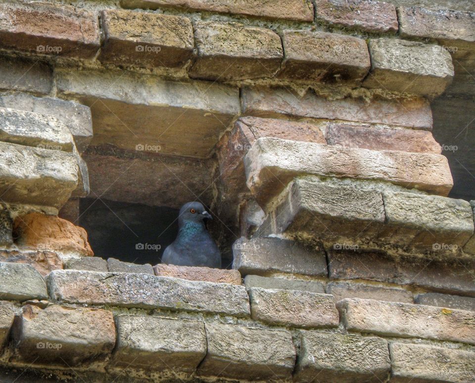 Pigeon on window