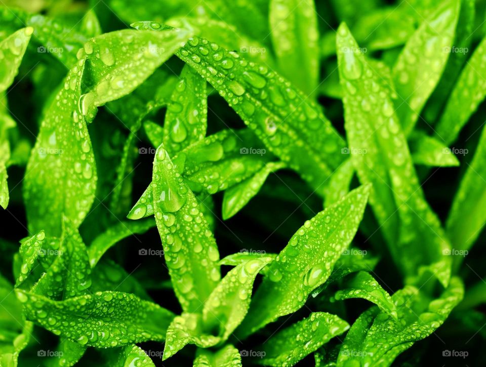 Green color background by plants after raining