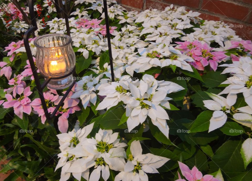 Poinsettias and Candle 