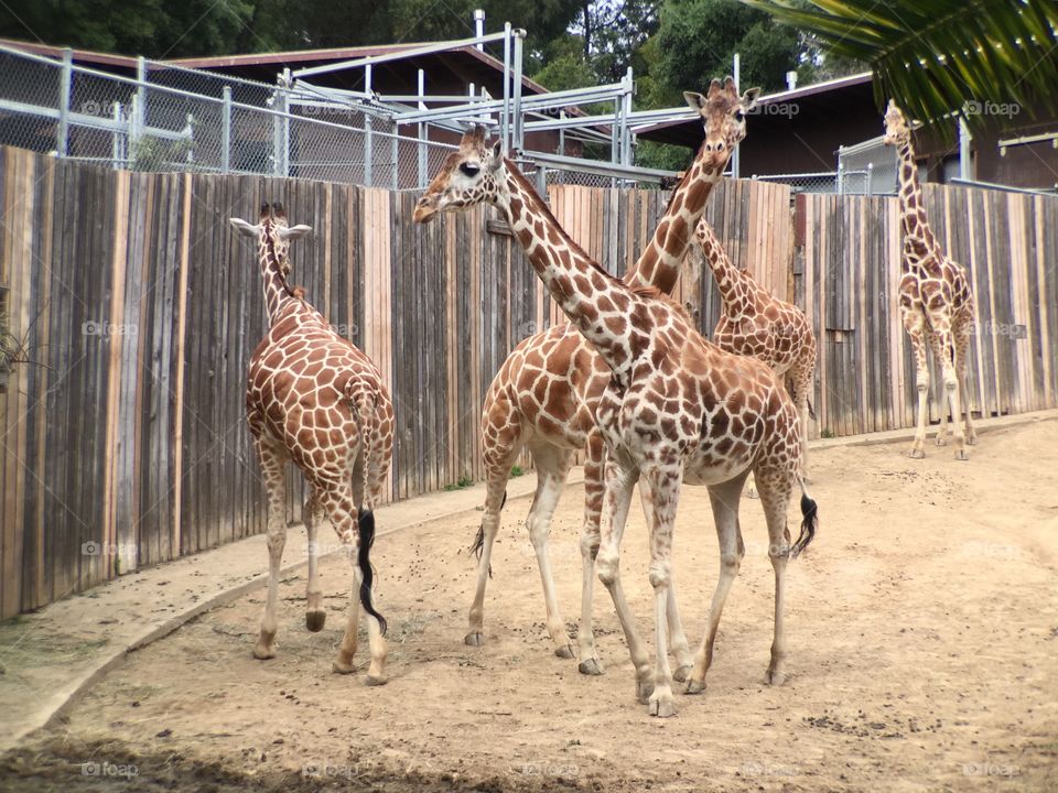 Giraffes at Zoo 