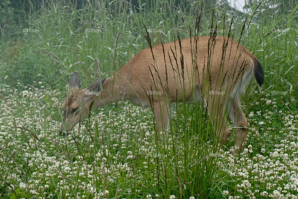 A red deer decided to be brave and take a risk to venture out of the forest and into a meadow to nibble some clover for lunch ...