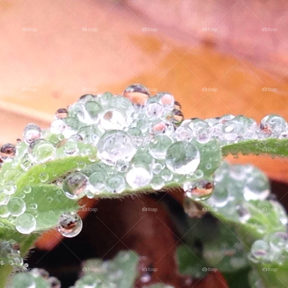 Raindrops on clovers
