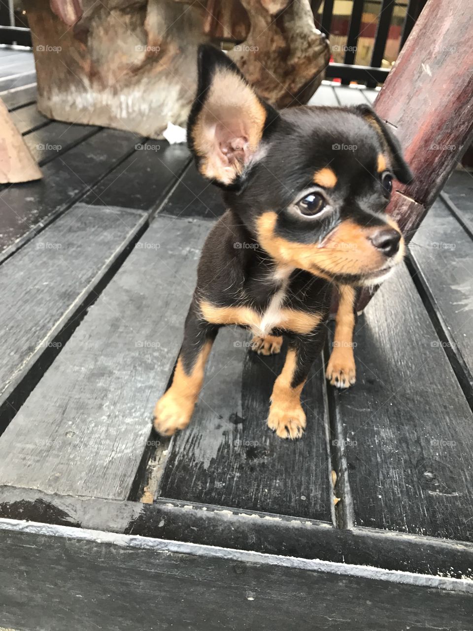 When you told him not to jump, guest what he did. Two month old dog in Thailand.