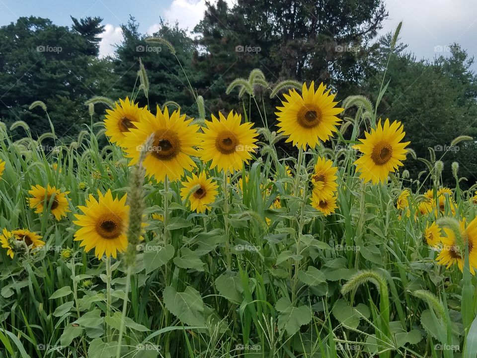 Happy sunflowers