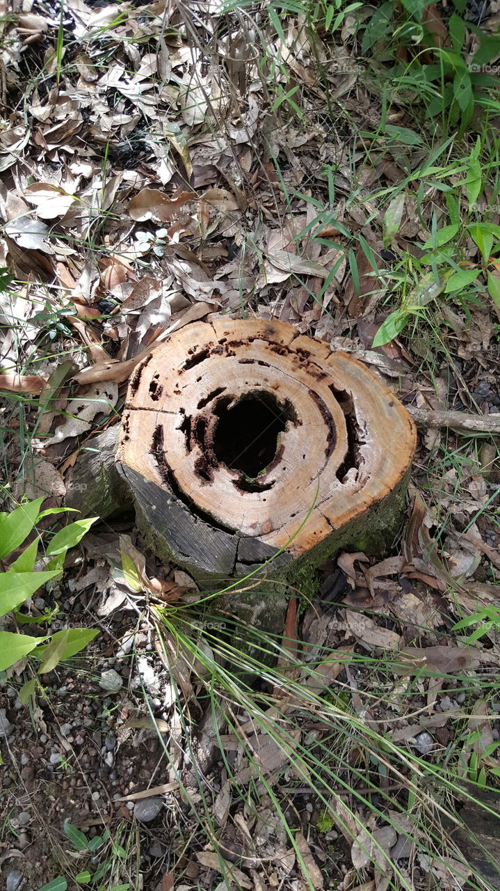 termite stump