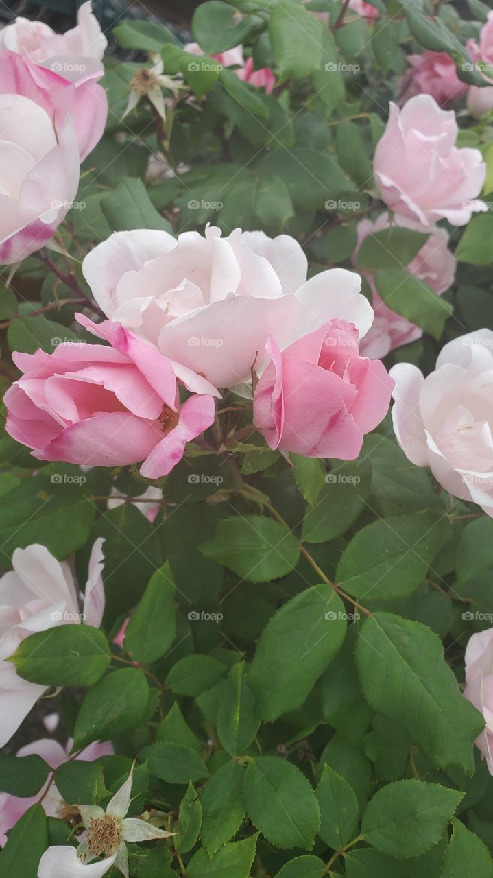 beautiful multicolor roses