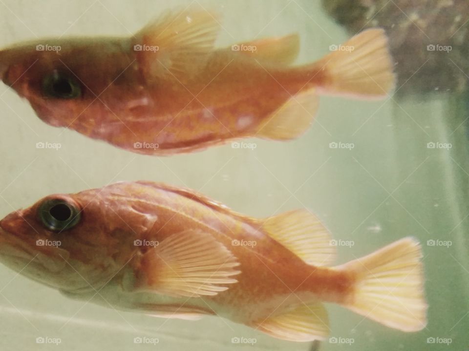 Optical illusion, reflection of fish swimming in tank