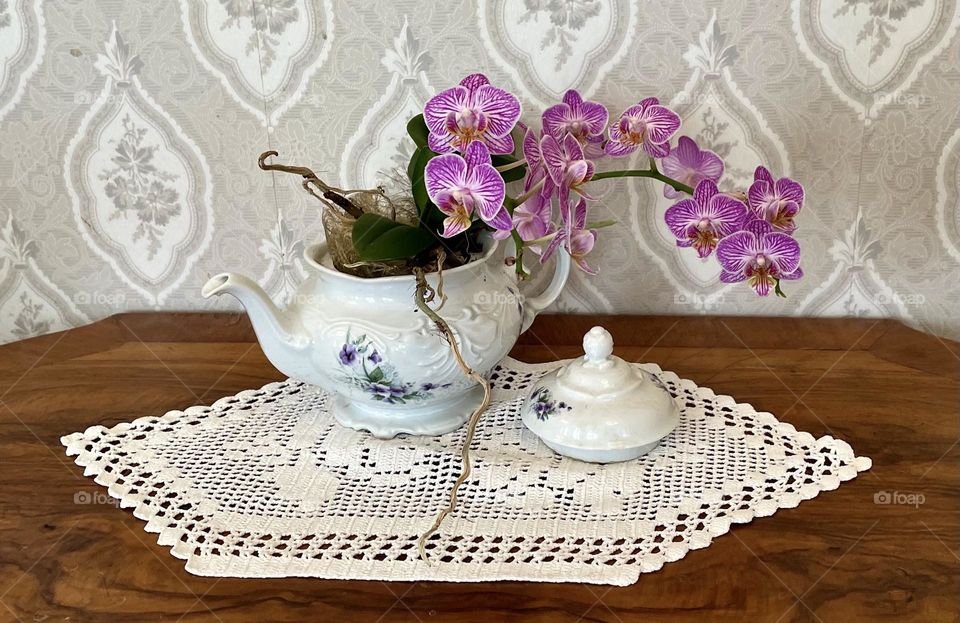 Orchid in a teapot