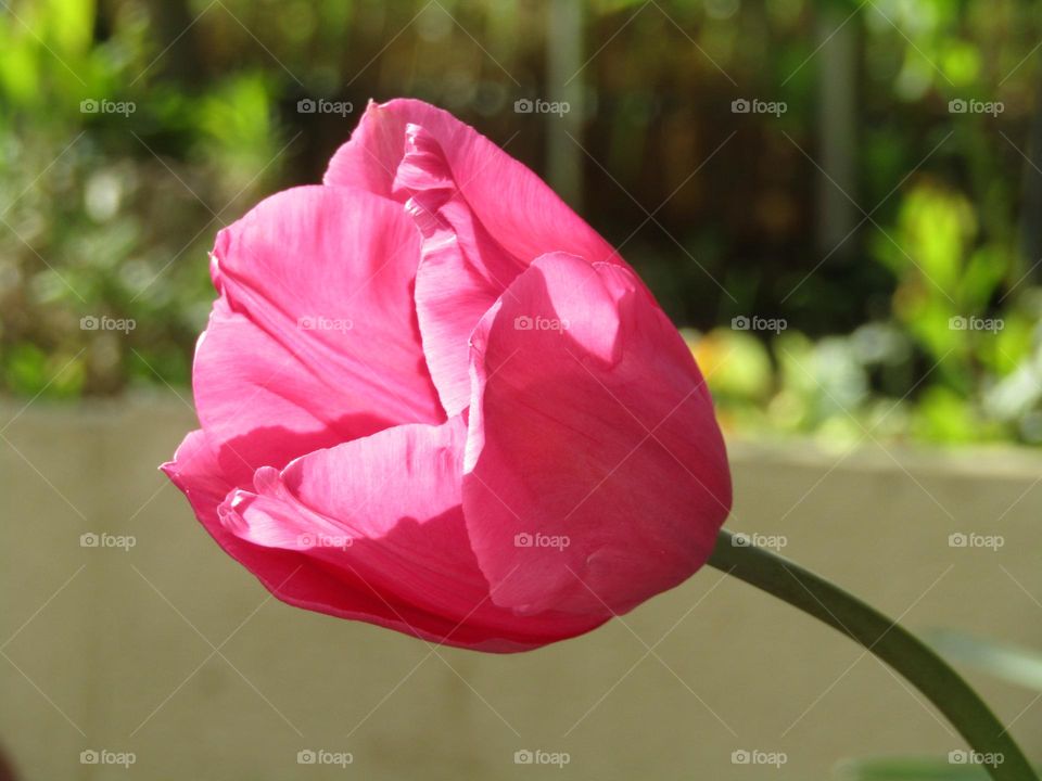 A single tulip stem growing in the garden on a sunny day 🌷