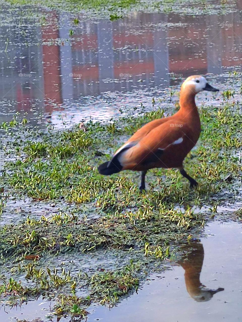 Animals.  Birds.  A brown duck proudly walks along the green grass with puddles of water.  The house is reflected in the puddles