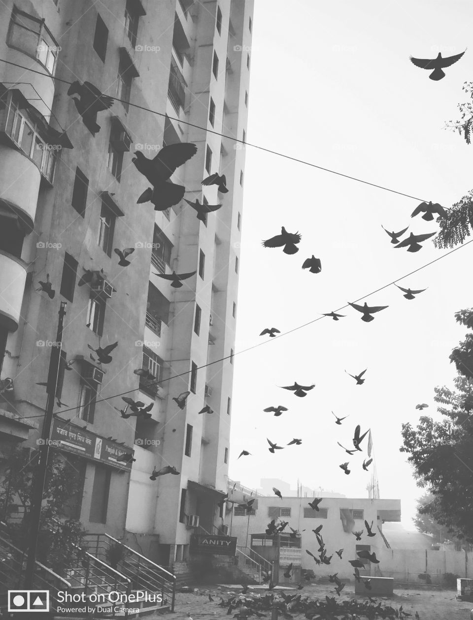 pigeons in the city