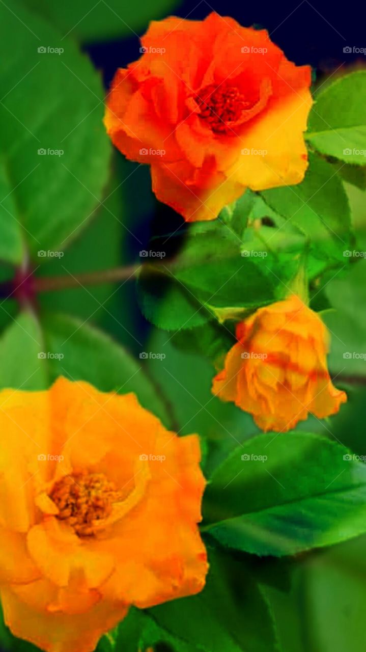 colourful golden rose