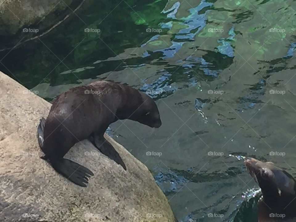 Mother and son
Lily and Bob 
Sea lions
Seneca park zoo 