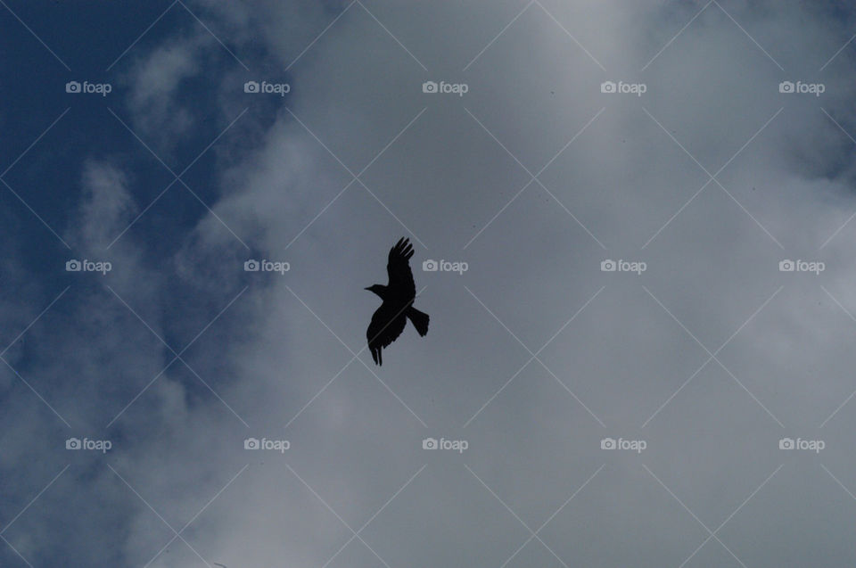 sky clouds crow by stevephot