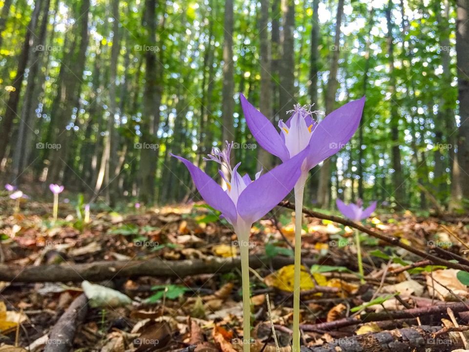 Close-up of plant in forest