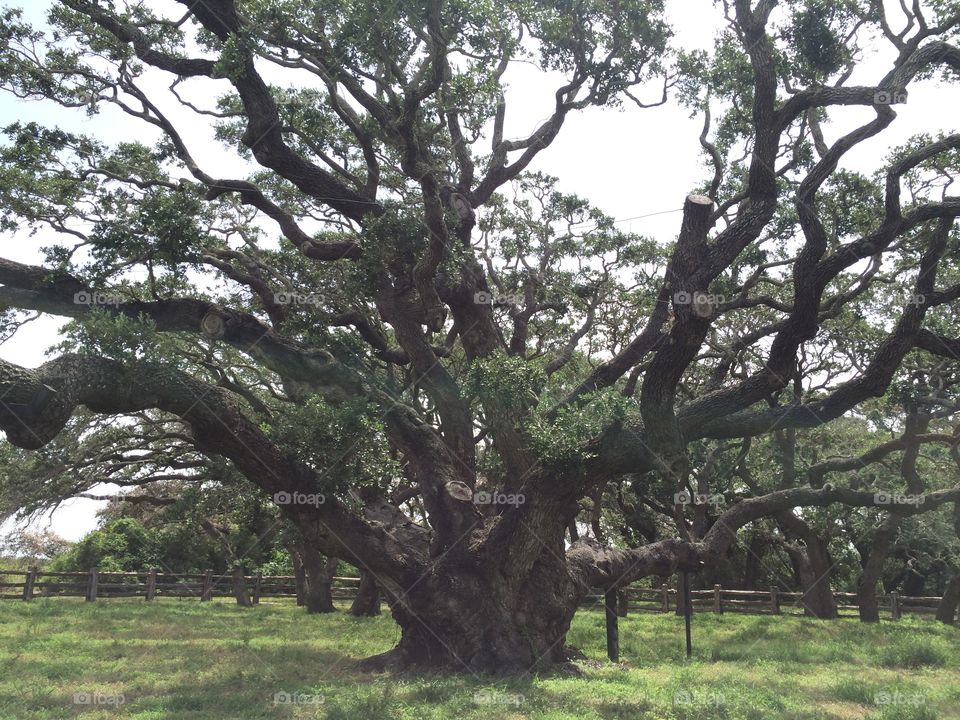 Big Tree. A big tree