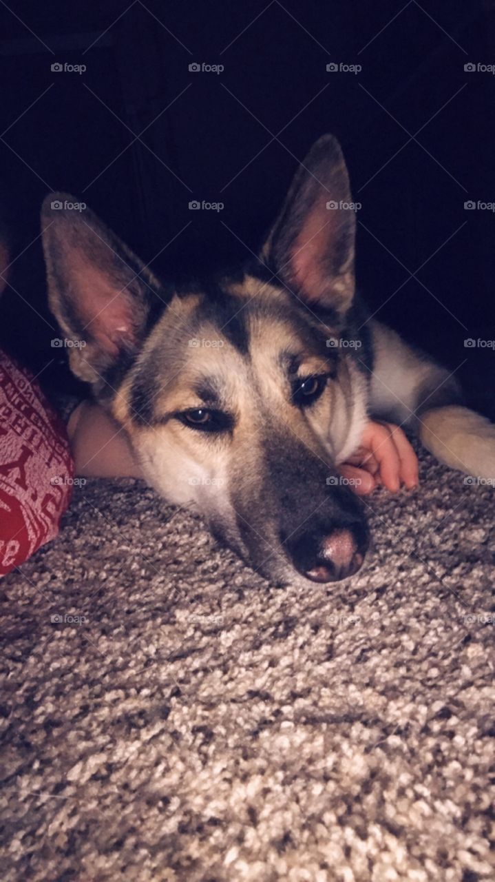 Snuggled up husky/shepherd whose still learning about personal space