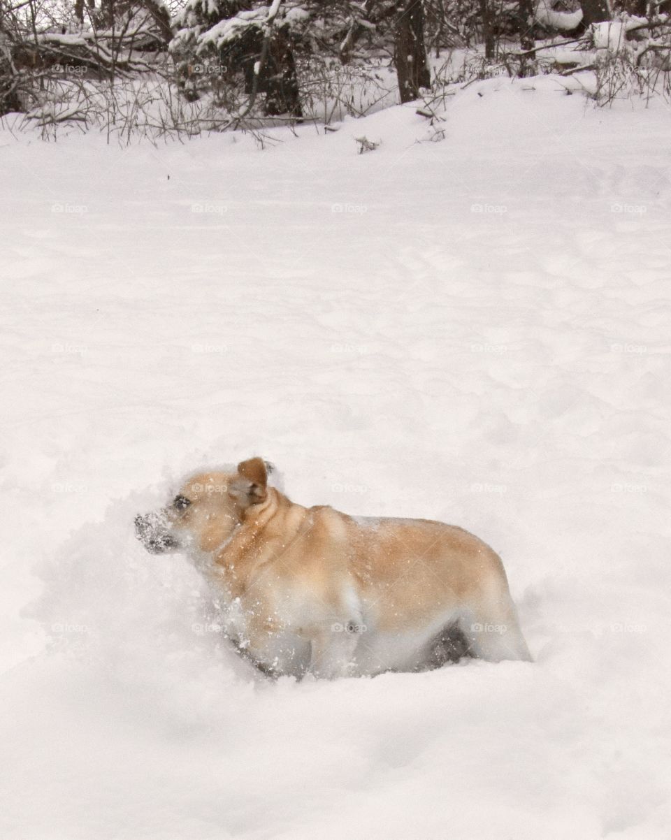 Yellow Lab playing in the snow