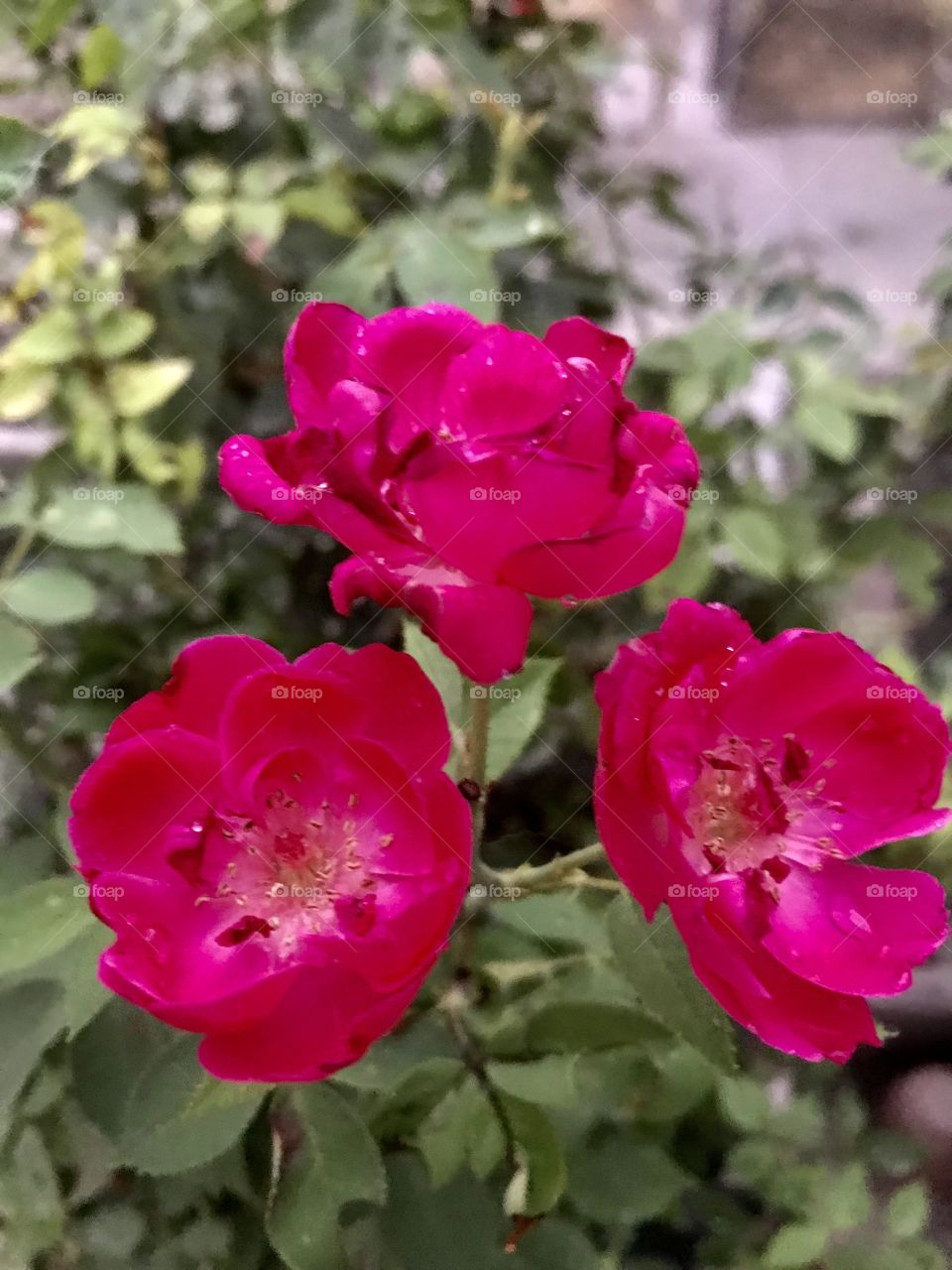 You can’t buy happiness, but you can buy plants, and that’s pretty much the same thing.