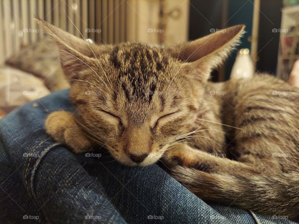 Sleeping kitten