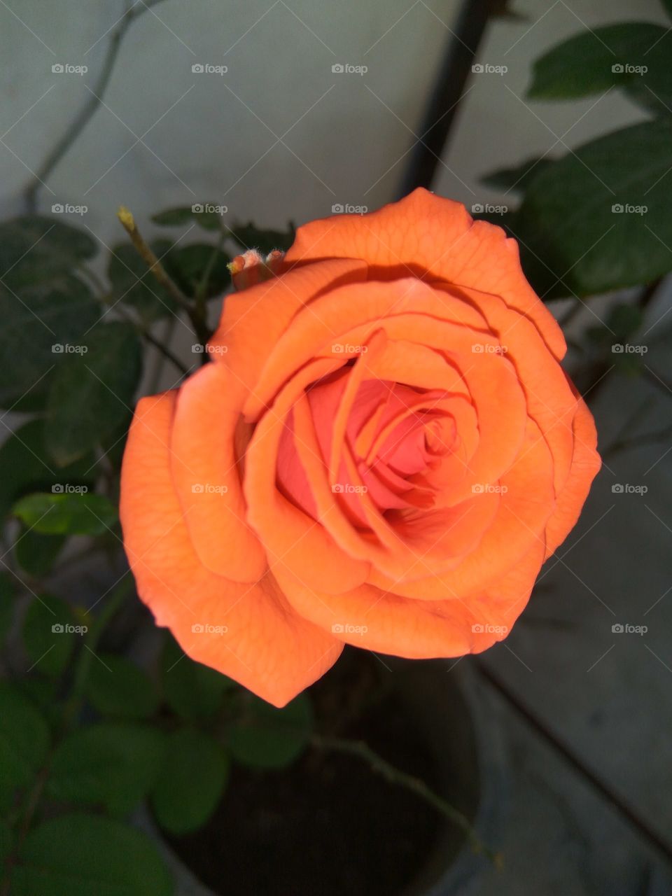 Orange color Rose