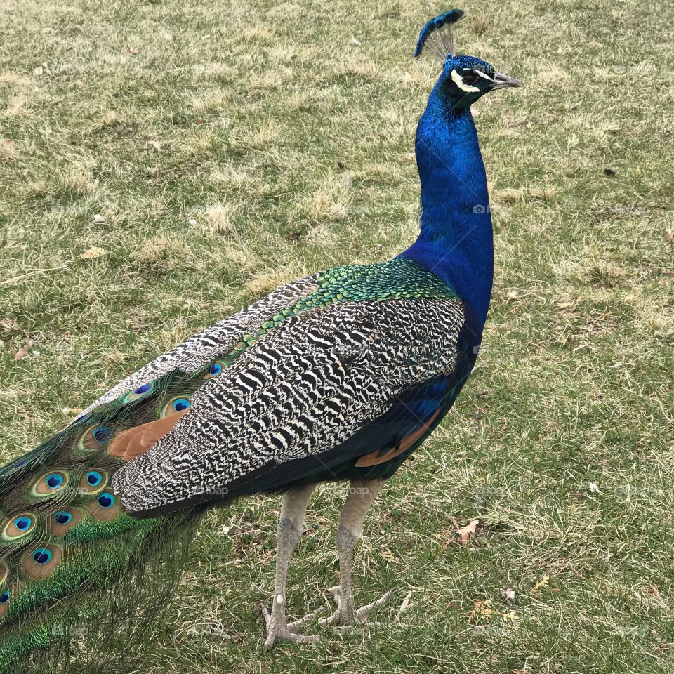 A male peacock with brilliant turquoise, blue, green, brown, black and white feathers foraging at Peterson’s Rock Garden in Central Oregon on a spring day. 