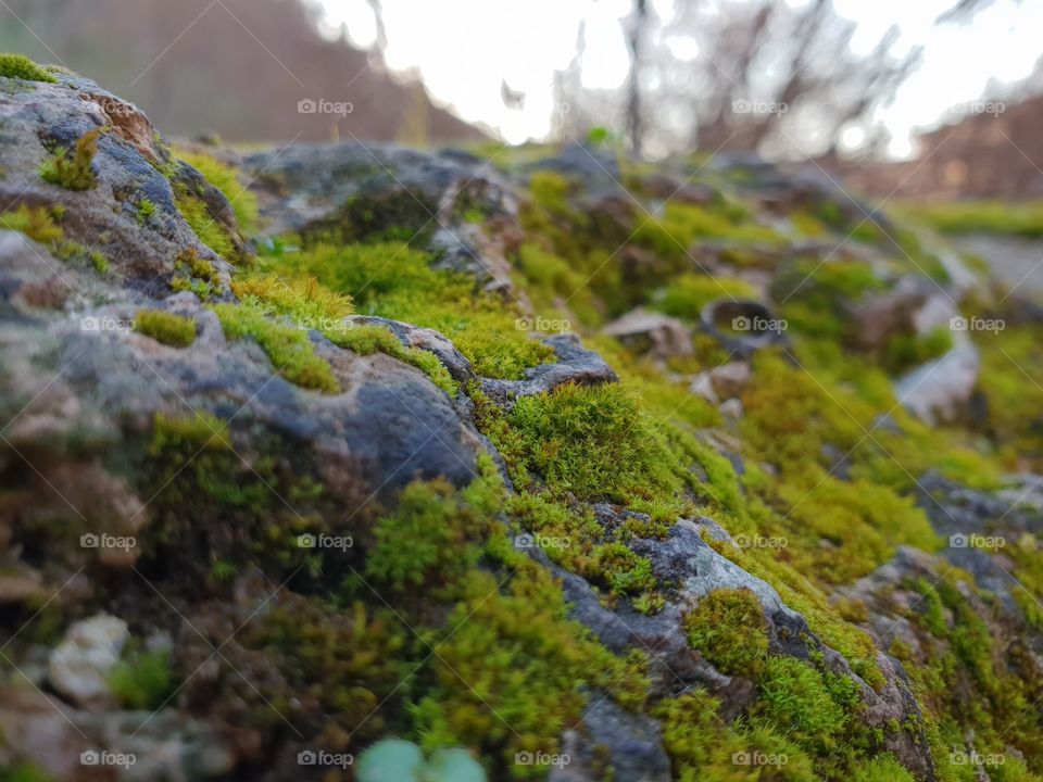 Moss on old rocks, Granada, Spain