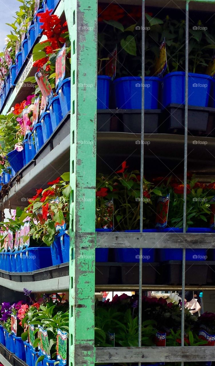 Flowers. Rack