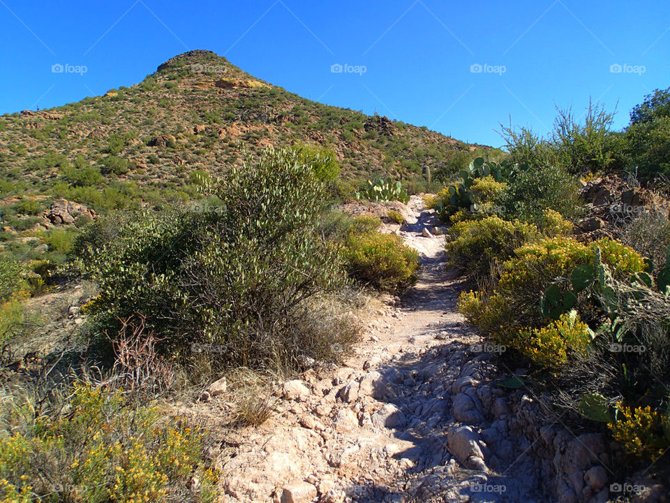 Desert Trail