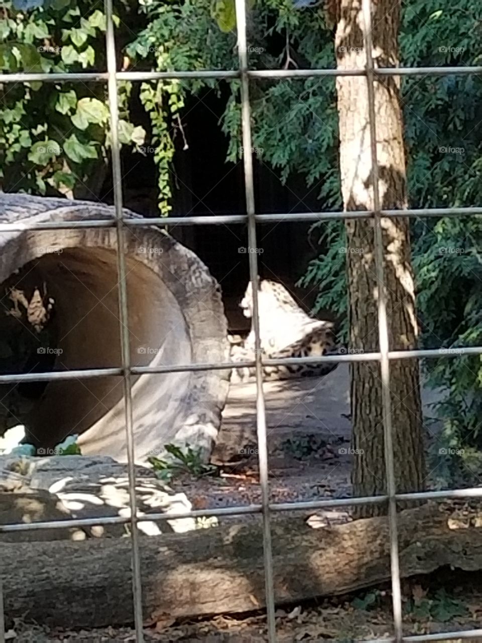 Lincoln park zoo trip