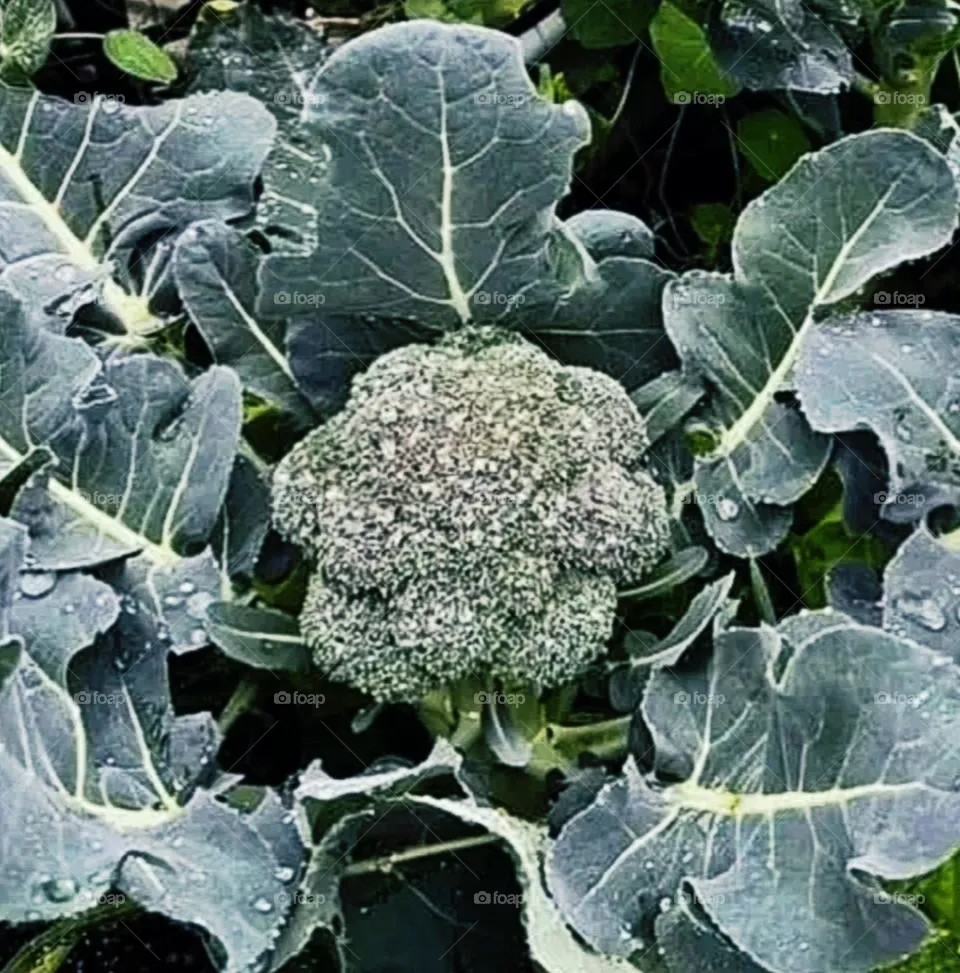 A beautiful and attractive view of cauliflower plant.