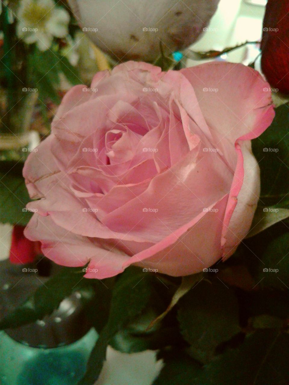 Here is a beautiful pink rose, it's so simple but can make somebody's day, letting them know that they're thinking of you, and giving you a beautiful, delicate, physical reminder of them.
