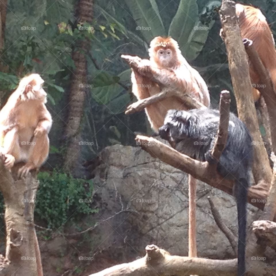 Mammal, Monkey, Tree, Primate, Zoo