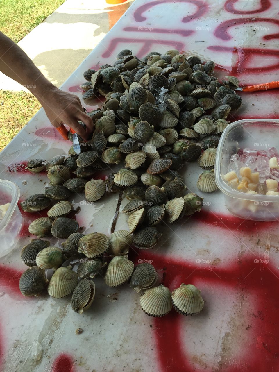 Scallops from Crystal River. Scalloping in Crystal River FL