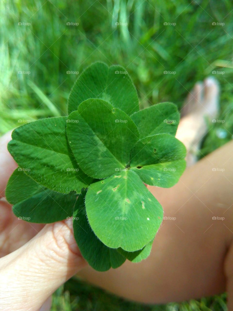 Leaf, Nature, Flora, Garden, Growth