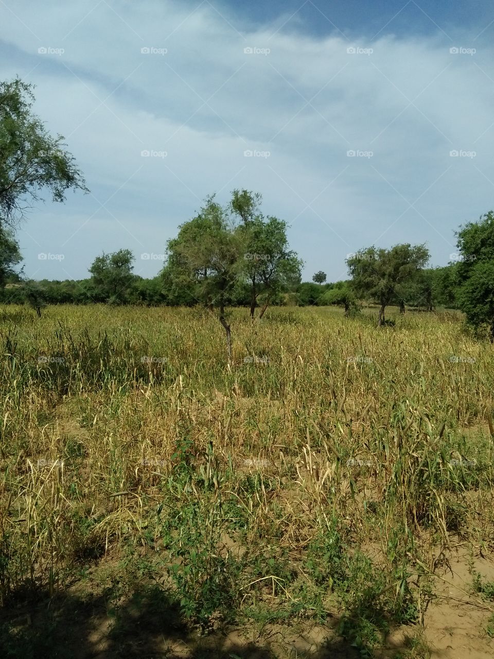 jodhpur village