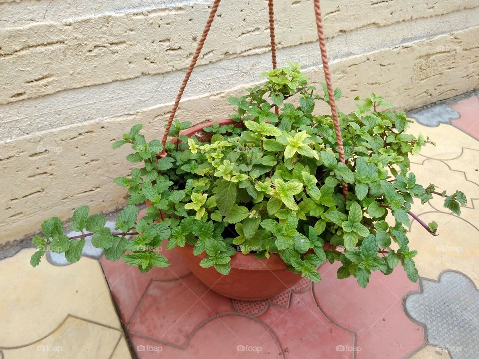fresh mint in my garden