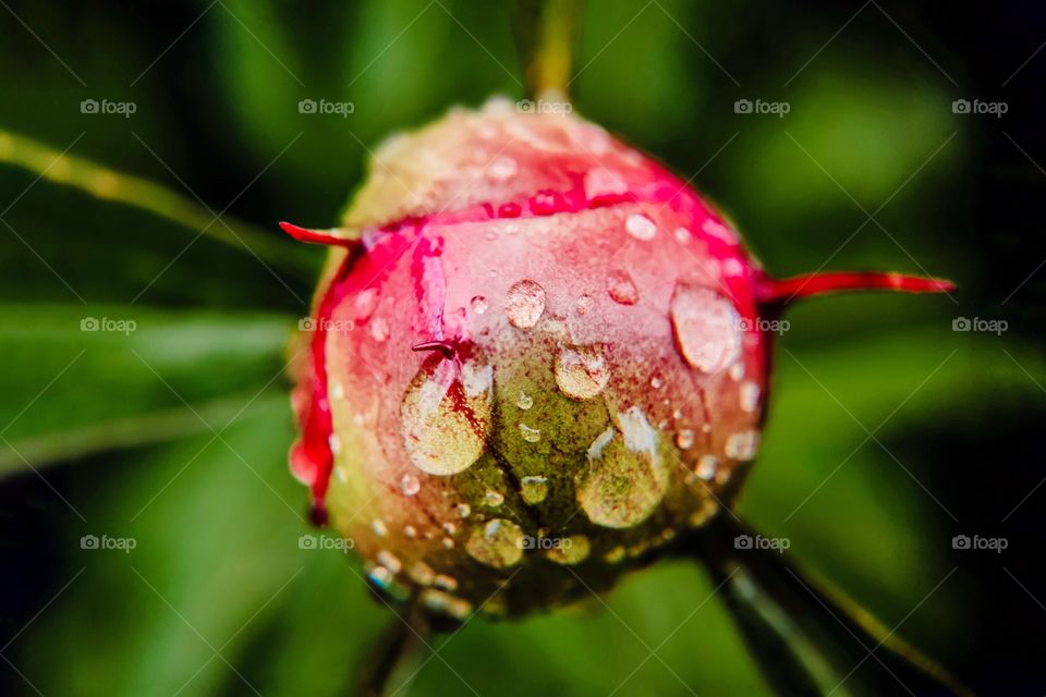 peony bud in raindrops