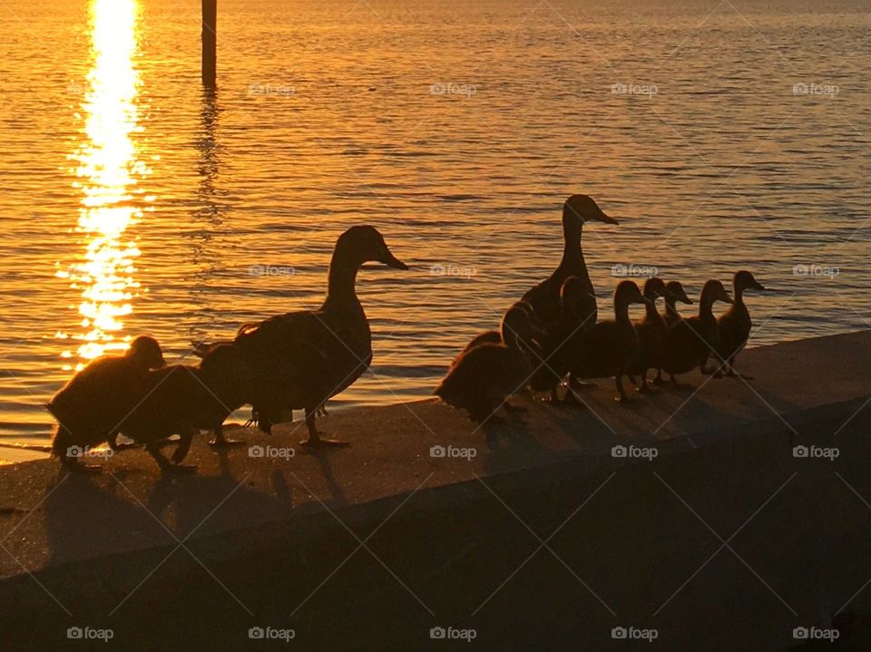 Duckling sunrise