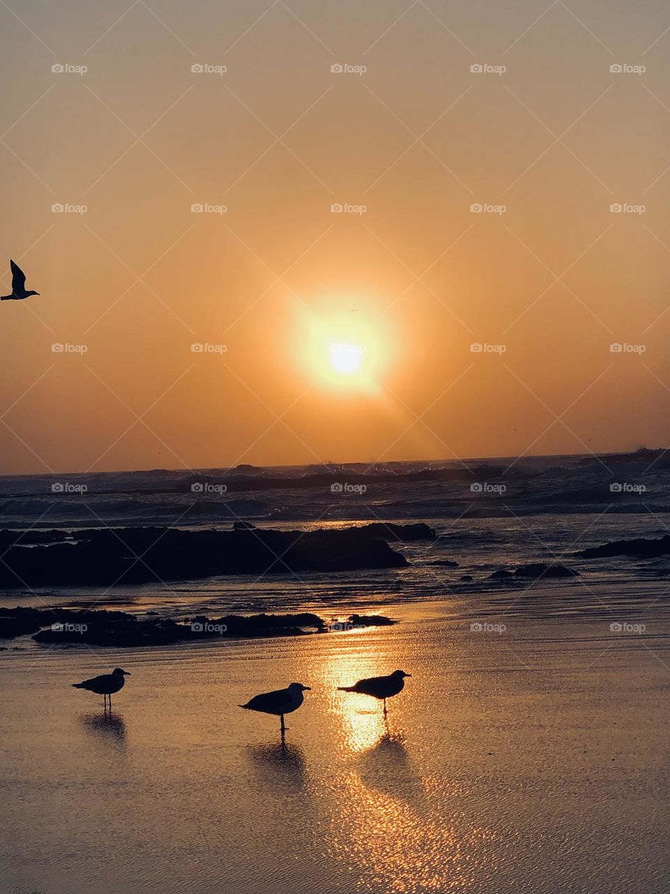 Beautiful seagulls standing towards the splendid sunset at essaouira city in morocco.