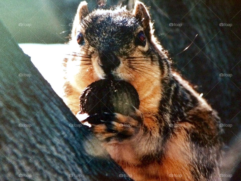 Squirrel with nut