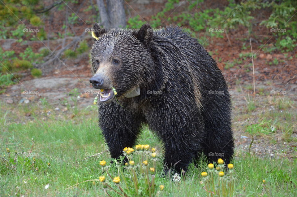 Grizzly eating dandelions in Banff